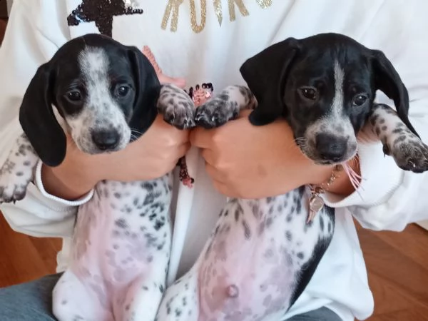 cuccioli bassotto piebald. | Foto 0