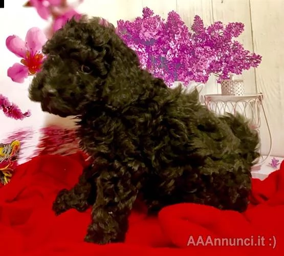 eccellente cucciolo barboncino mini toy champagne  | Foto 1
