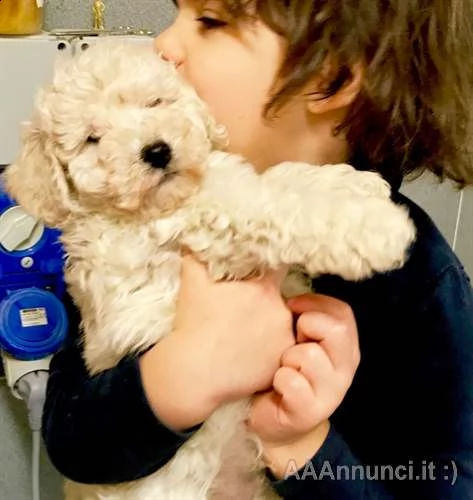 eccellente cucciolo barboncino mini toy champagne  | Foto 0