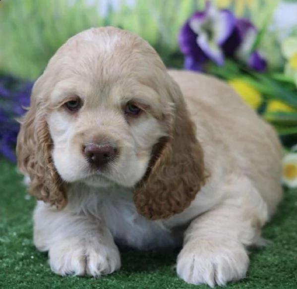 regalo cuccioli cocker spaniel