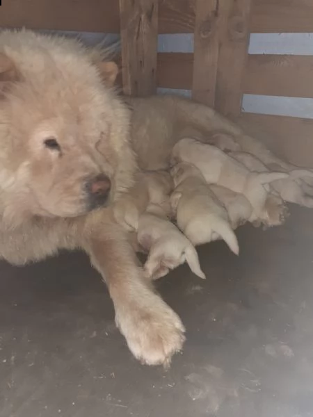 vendita di cuccioli chow chow