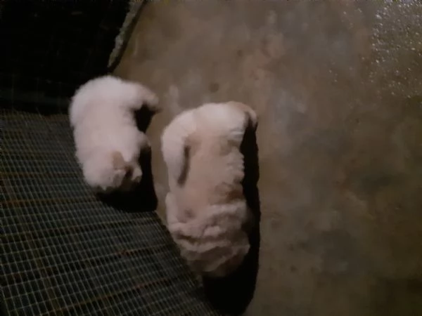 cuccioli chow chow 