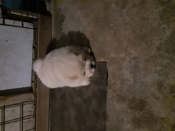 cuccioli chow chow  | Foto 3