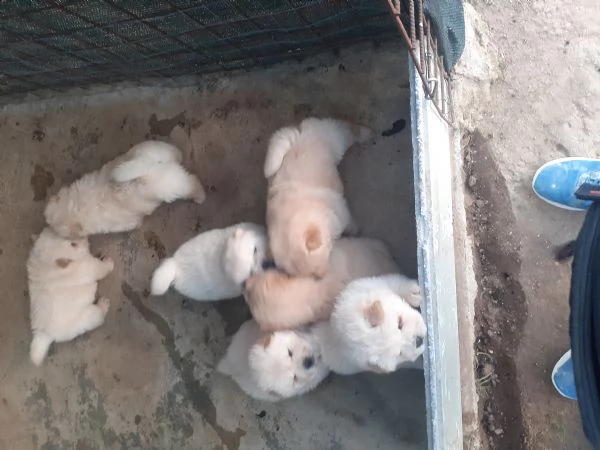 cuccioli chow chow  | Foto 2
