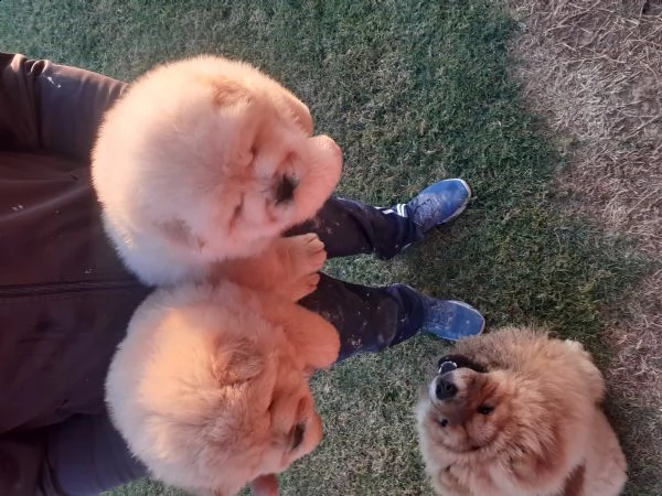 cuccioli chow chow  | Foto 1