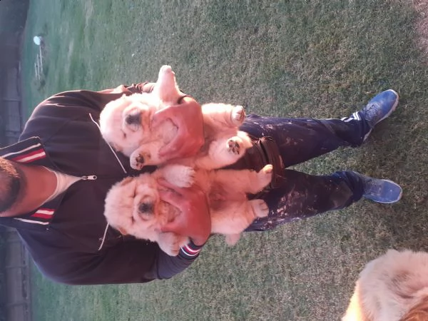 cuccioli chow chow  | Foto 0
