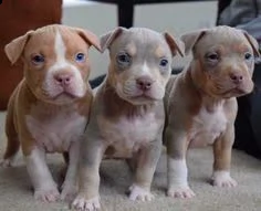 regalo cuccioli di pitbull disponibili 5 splendidi cuccioli di pitbull 3 maschi e 2 femmine  v
