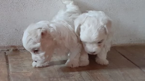 cuccioli maltesi toy
