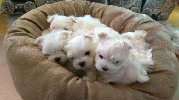 cuccioli maltesi addestrati in casa con amore