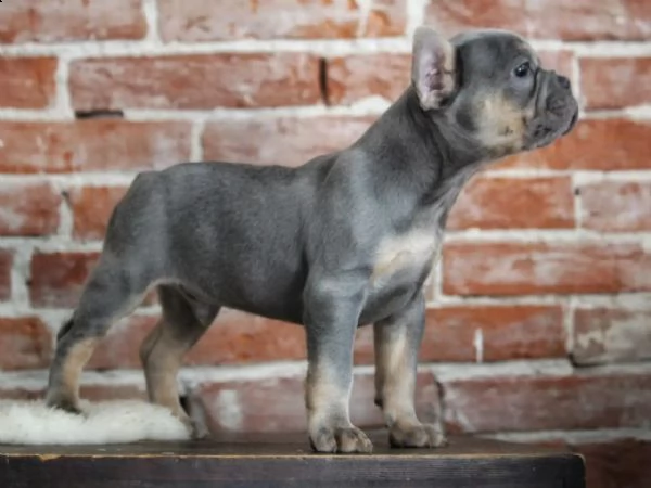 cuccioli di bulldog francese addestrati a casa | Foto 6