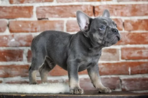 cuccioli di bulldog francese addestrati a casa | Foto 5