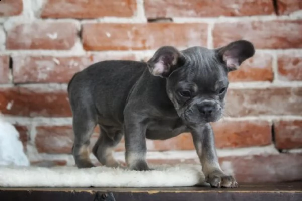 cuccioli di bulldog francese addestrati a casa | Foto 3