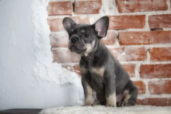 cuccioli di bulldog francese addestrati a casa | Foto 2