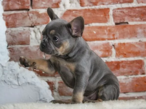 cuccioli di bulldog francese addestrati a casa | Foto 1