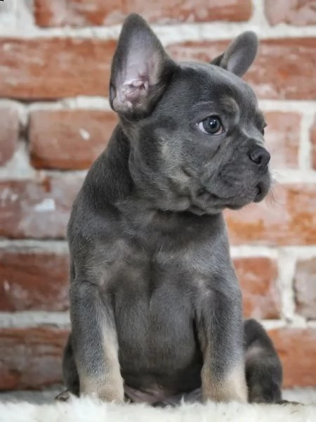 cuccioli di bulldog francese addestrati a casa | Foto 0