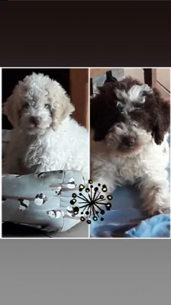 vendo cuccioli di lagotto romagnolo | Foto 6