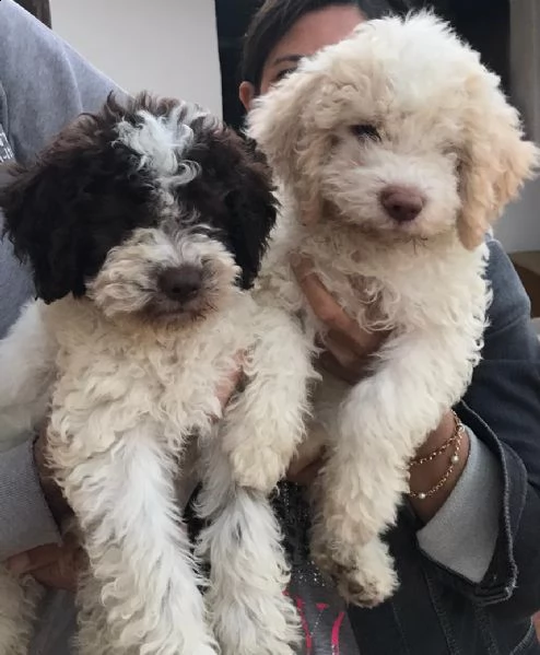 vendo cuccioli di lagotto romagnolo