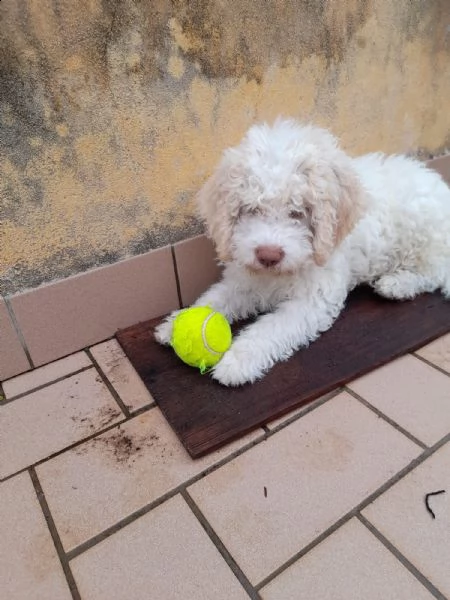 vendo cuccioli di lagotto romagnolo | Foto 5