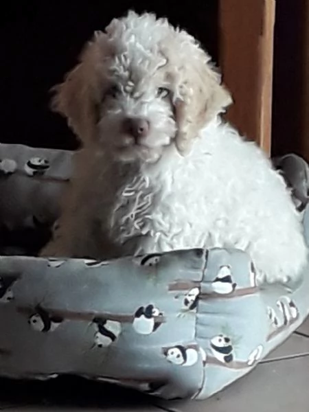vendo cuccioli di lagotto romagnolo | Foto 4