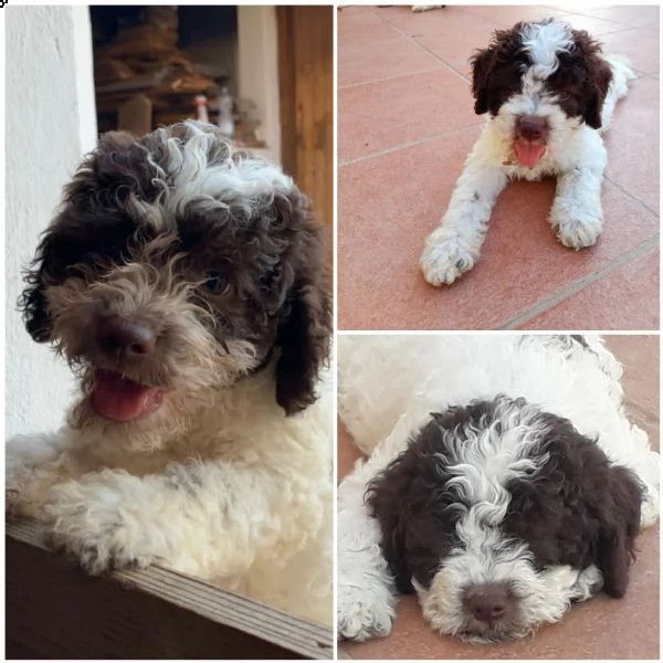 vendo cuccioli di lagotto romagnolo | Foto 3