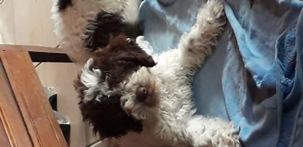 vendo cuccioli di lagotto romagnolo | Foto 2