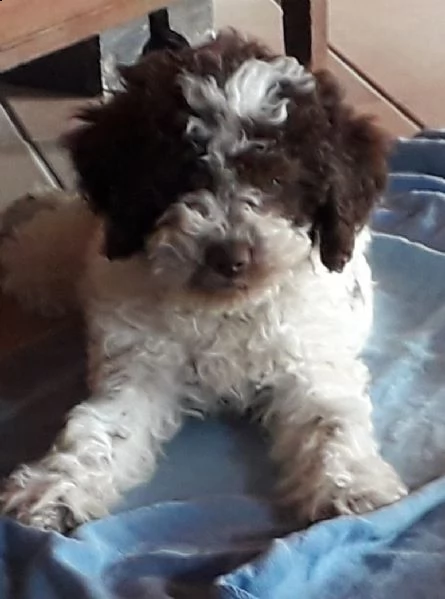 vendo cuccioli di lagotto romagnolo | Foto 1