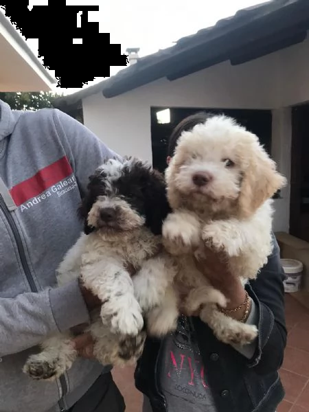 vendo cuccioli di lagotto romagnolo | Foto 0