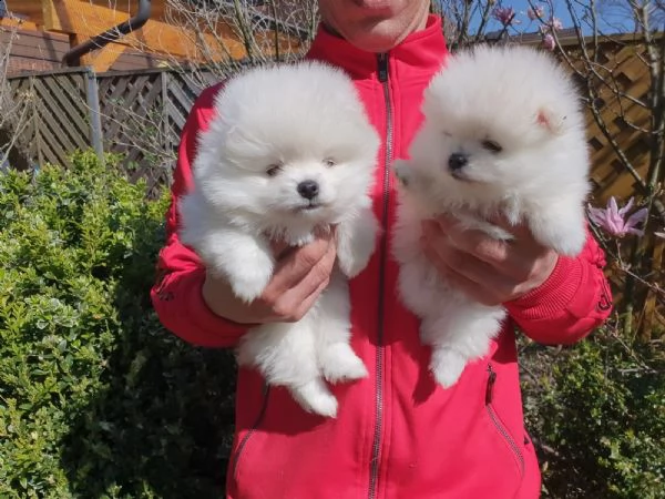 cuccioli di pomerania tazza da t