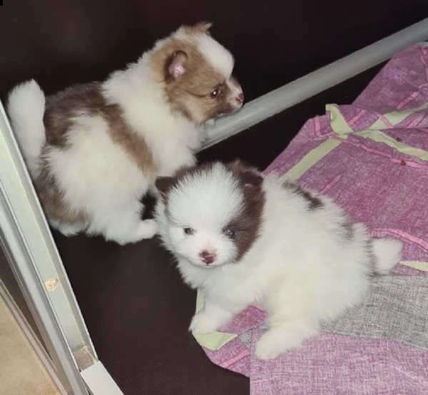 cuccioli di pomerania tazza da t | Foto 3