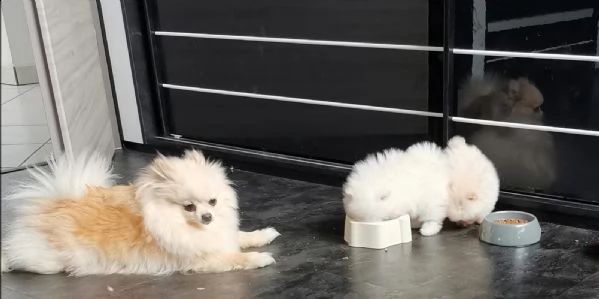 cuccioli di pomerania tazza da t | Foto 1