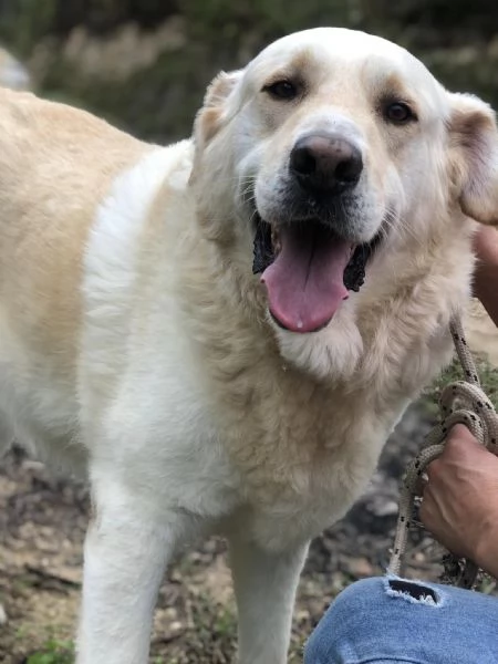 Buddy canile basso lazio