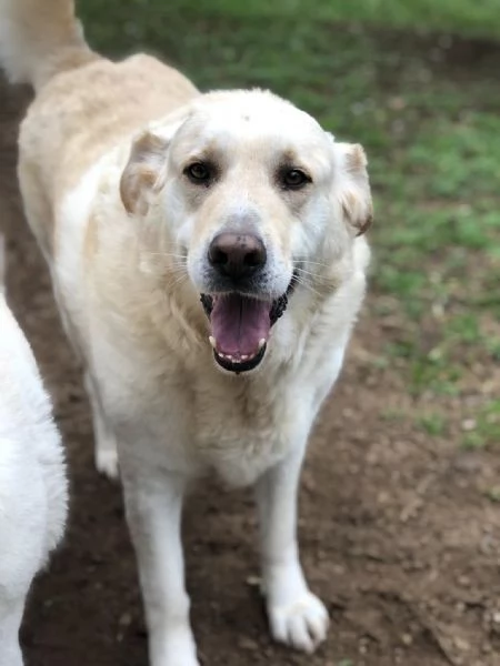 Buddy canile basso lazio | Foto 1