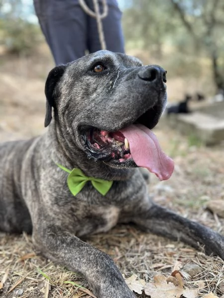 Rocco canile basso lazio | Foto 1
