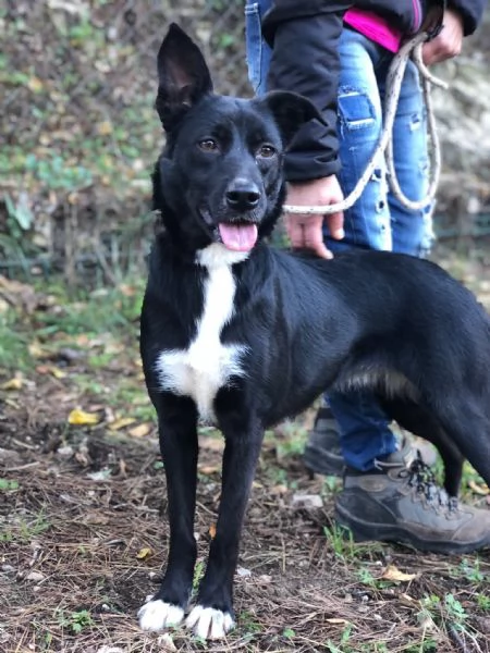 Pepita canile basso lazio | Foto 3