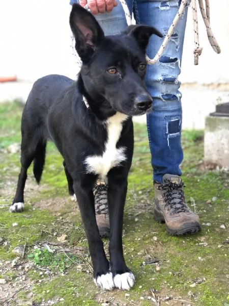 Pepita canile basso lazio | Foto 2
