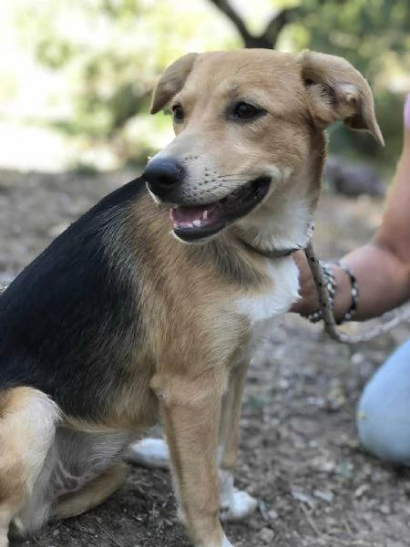 Betty canile basso lazio