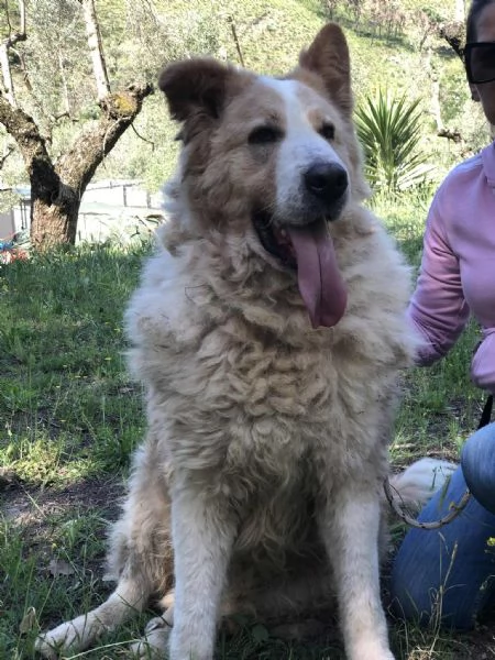 Mufasa canile basso lazio | Foto 2