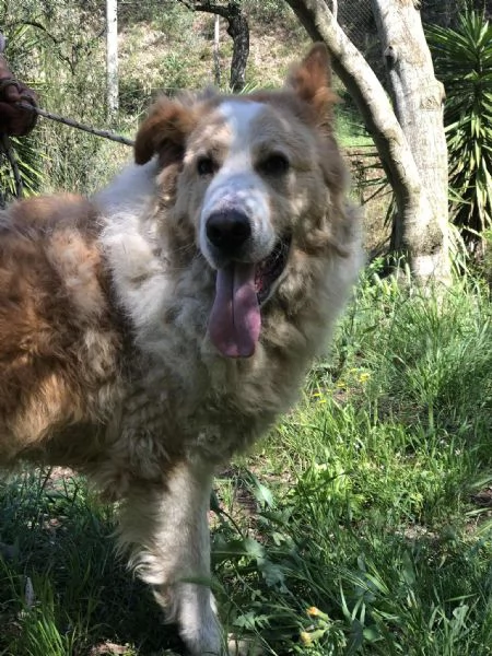 Mufasa canile basso lazio | Foto 0