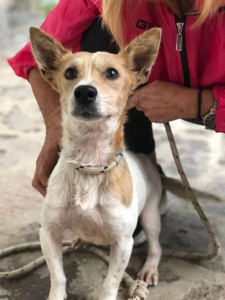 Dumbo canile basso lazio | Foto 4