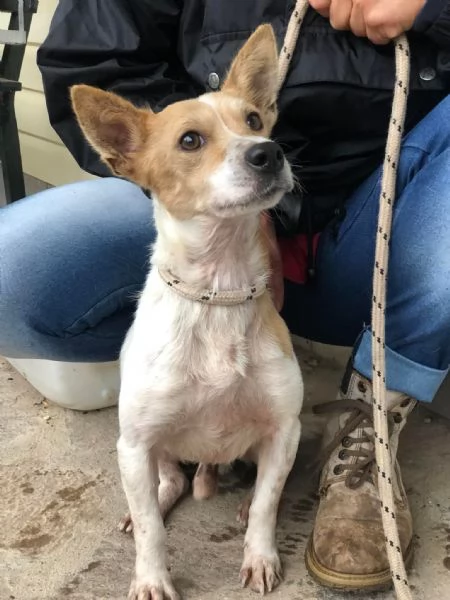 Dumbo canile basso lazio | Foto 3