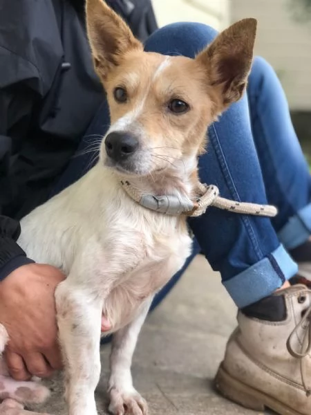 Dumbo canile basso lazio | Foto 2