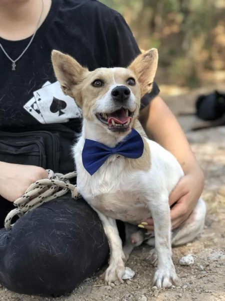 Dumbo canile basso lazio | Foto 1