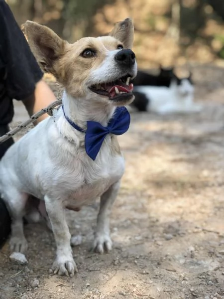 Dumbo canile basso lazio | Foto 0