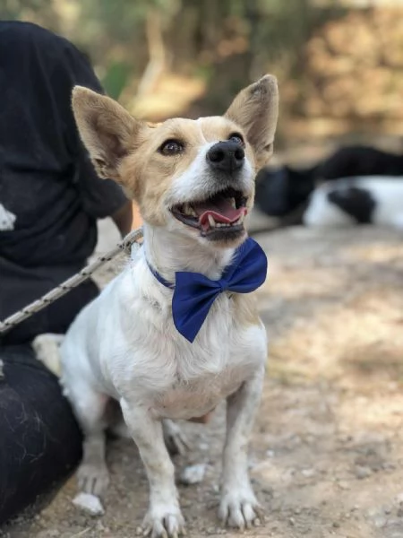 Dumbo canile basso lazio