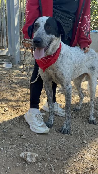 Duplo canile basso lazio | Foto 2