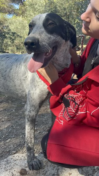 Duplo canile basso lazio | Foto 1