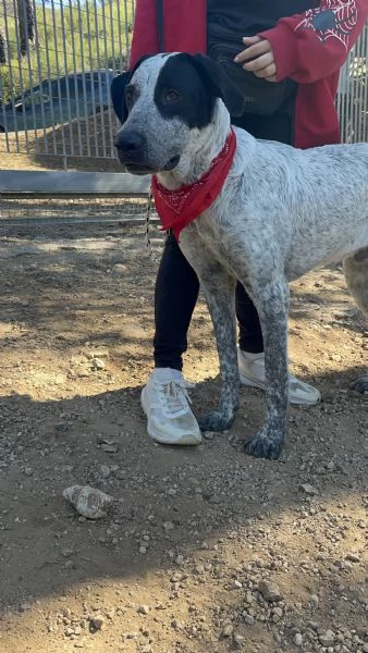 Duplo canile basso lazio