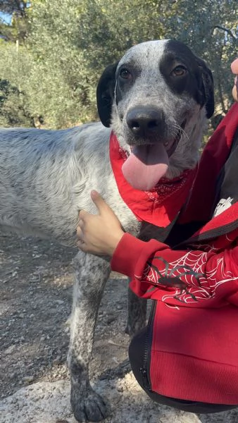 Duplo canile basso lazio | Foto 0