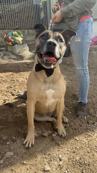 Astro canile basso lazio | Foto 2