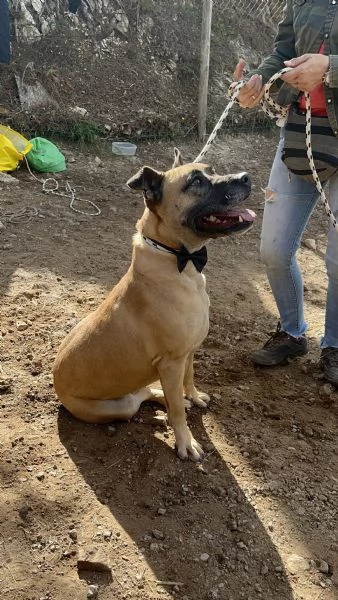 Astro canile basso lazio | Foto 1